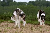 BARZOI 140